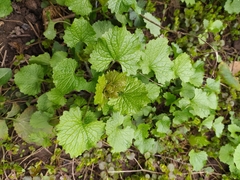 Alliaria petiolata