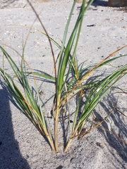 Thinopyrum distichum
