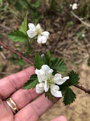 Rubus oklahomus