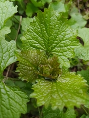 Alliaria petiolata