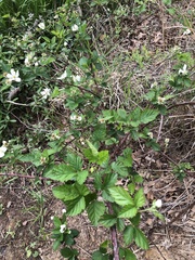 Rubus oklahomus