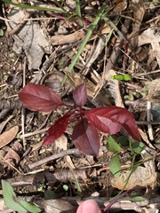 Hemigraphis alternata