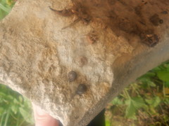 Triodopsis tridentata