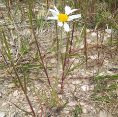 Anthemis ruthenica