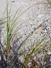 Thinopyrum distichum