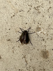 Tarpela micans