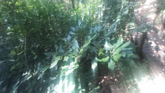 Anthocleista grandiflora