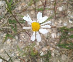 Anthemis ruthenica