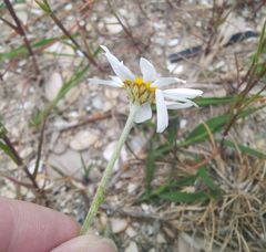 Anthemis ruthenica