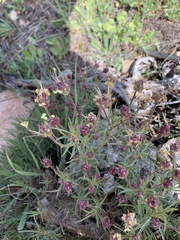 Plantago sempervirens