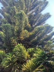 Araucaria