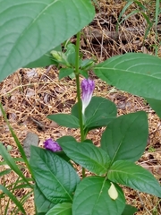 Ruellia drummondiana