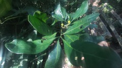 Anthocleista grandiflora