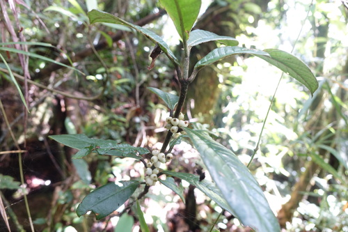 Psychotria capuronii image