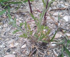 Anthemis ruthenica