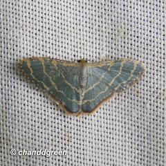 Lophophleps triangularis