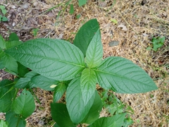 Ruellia drummondiana