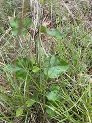 Matelea edwardsensis