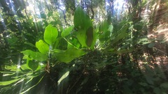 Anthocleista grandiflora