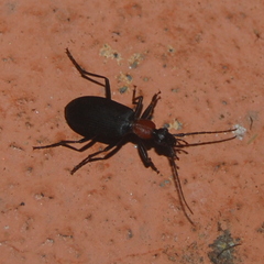 Galerita collaris