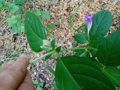 Ruellia drummondiana