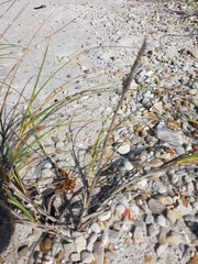 Thinopyrum distichum