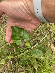 Matelea edwardsensis