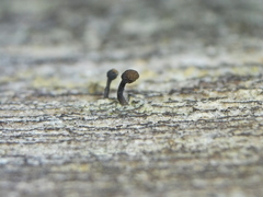 Chaenotheca ferruginea