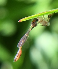 Leptopteromyia americana