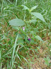 Ruellia drummondiana