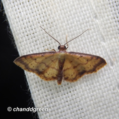 Idaea impexa