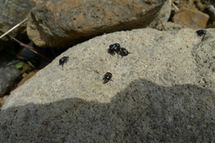 Pseudosinghala transversa