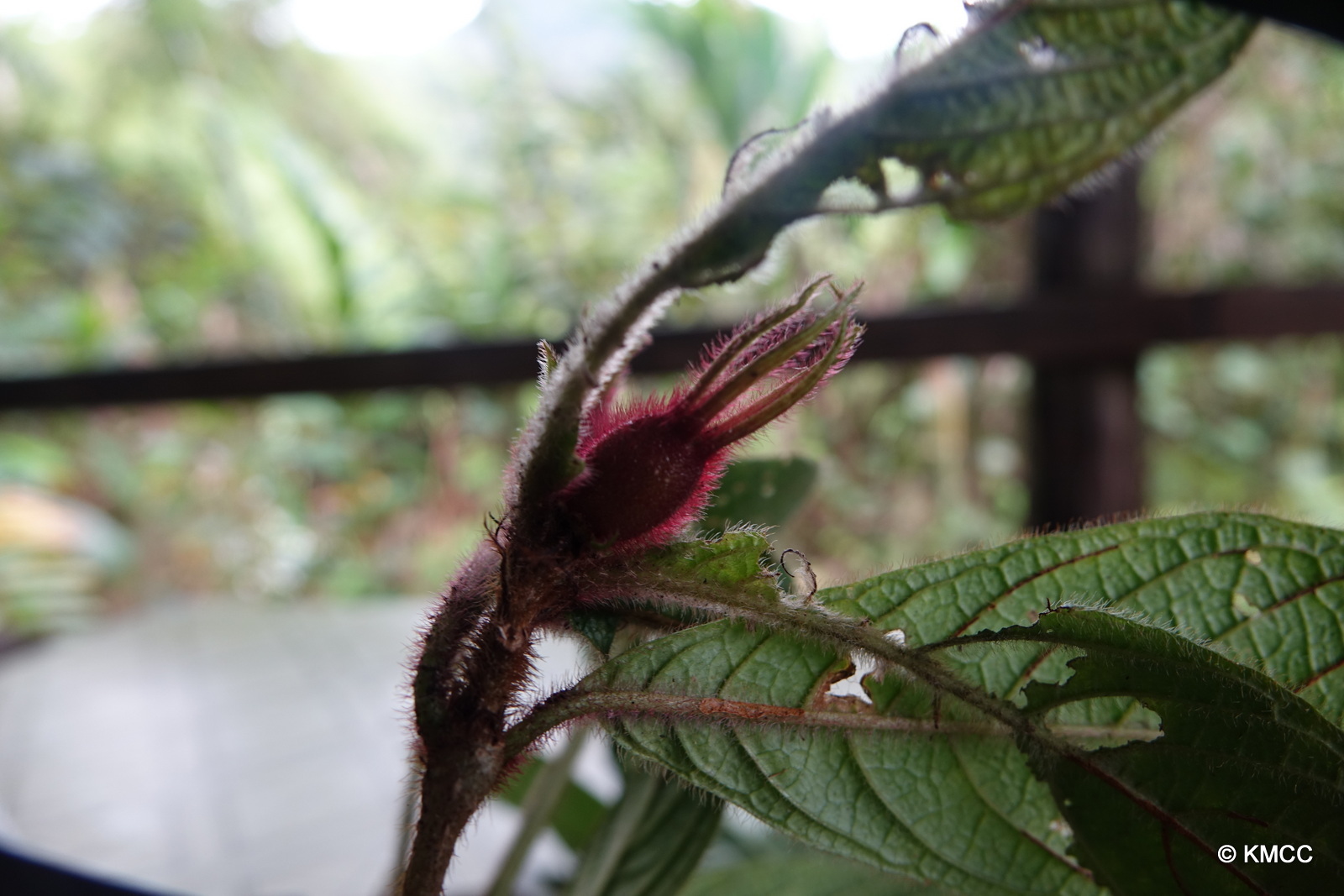 Bremeria hymenopogonoides