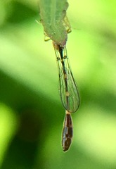 Leptopteromyia americana