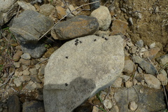 Pseudosinghala transversa