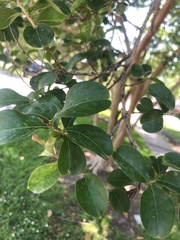 Chionanthus retusus