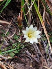Gentiana scabrida