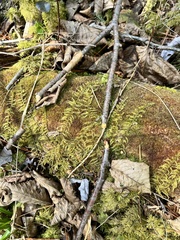 Thuidium recognitum