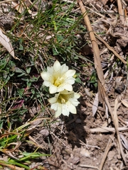 Gentiana scabrida