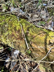 Thuidium recognitum