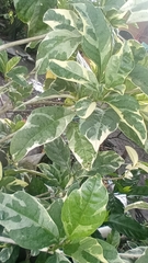 Pseuderanthemum carruthersii