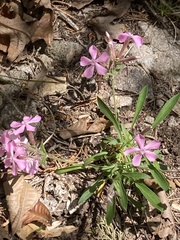 Silene caroliniana