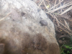 Triodopsis tridentata