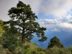 Tsuga chinensis