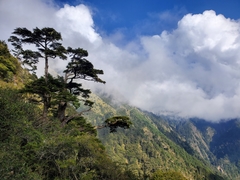 Tsuga chinensis