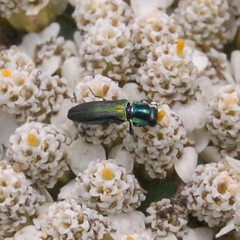 Anthaxiini