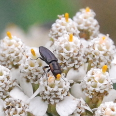 Anthaxiini
