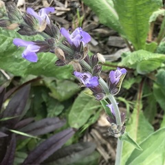Salvia officinalis