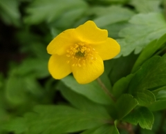 Anemonoides ranunculoides