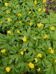 Anemonoides ranunculoides
